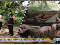 ลงสำรวจฟาร์มเลี้ยงสุกร ตามคำร้องขอใบอนุญาตเลี้ยงสุกร Image 1