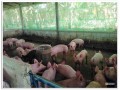 ลงสำรวจฟาร์มเลี้ยงสุกร ตามคำร้องขอใบอนุญาตเลี้ยงสุกร Image 6