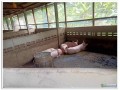 ลงสำรวจฟาร์มเลี้ยงสุกร ตามคำร้องขอใบอนุญาตเลี้ยงสุกร Image 4